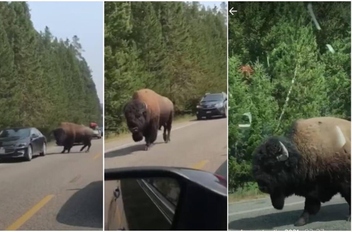 ¡Vaya impacto! Video en el que un bisonte destruye un coche se volvió viral