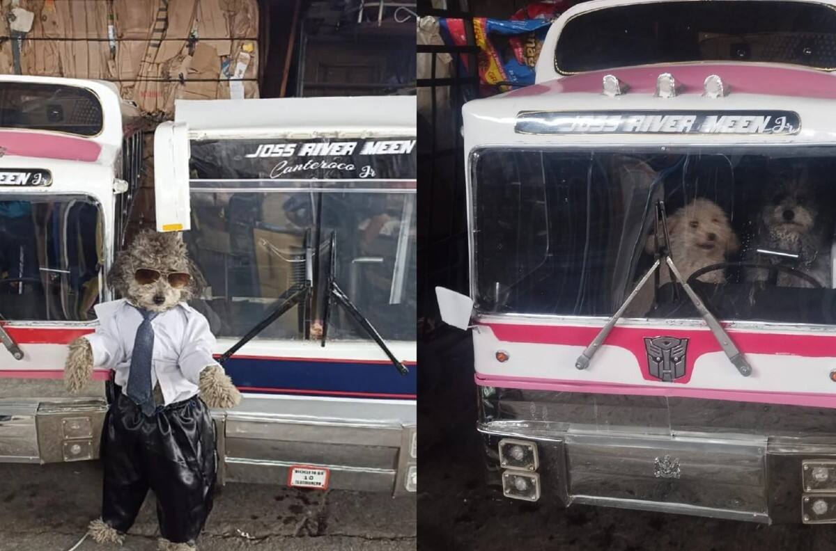 VIDEO| Hombre crea autobús para sus perritos y se hace viral en TikTok