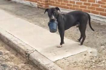 Perro ladrón de maceta es captado y se hace viral