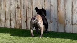 Video viral: perro chismoso disfruta espiando a sus vecinos a través de un orificio en la barda