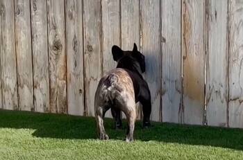 Video viral: perro chismoso disfruta espiando a sus vecinos a través de un orificio en la barda