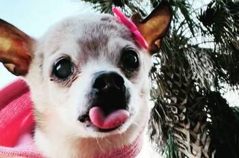 Récord Guinness: Ella es Pebbles, la perrita viva más vieja del mundo