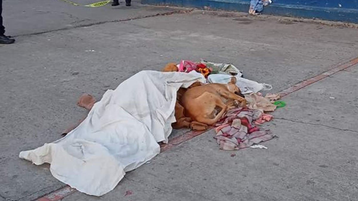 FOTO: Perrito cuida el cadáver de su dueño en Metro de la CDMX y se vuelve viral