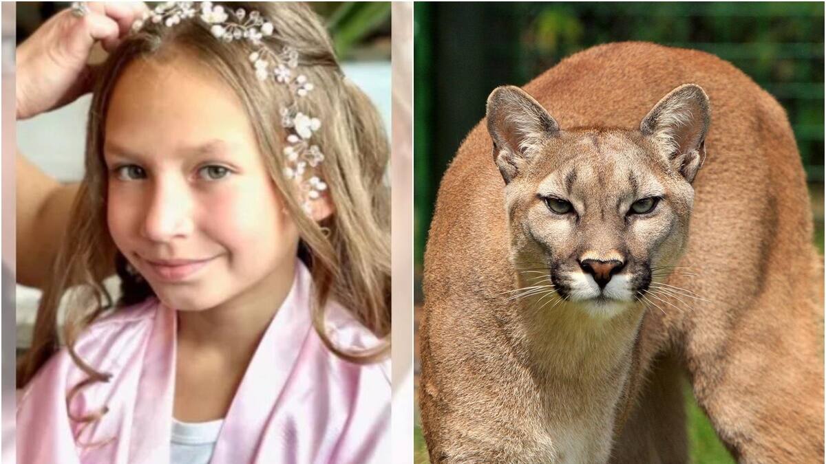 ¡Sorprendente! Niña de 9 años sobrevive al ataque de un puma y su historia se hizo viral