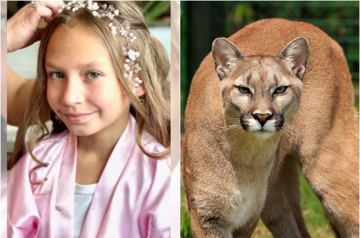 ¡Sorprendente! Niña de 9 años sobrevive al ataque de un puma y su historia se hizo viral