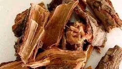 La planta medicinal mexicana que ayuda a prevenir el cáncer