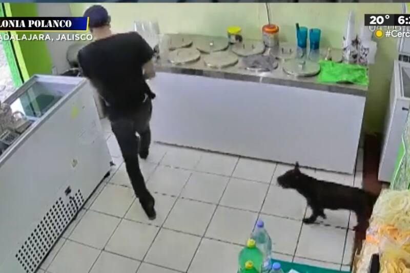 Un perrito acompaña a su dueño para cometer un atraco.