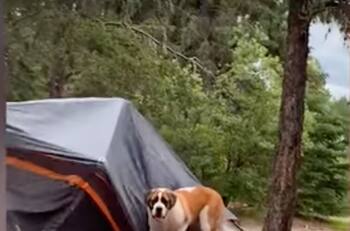 Video: Adorable perrito juguetea con una tienda de campaña y se vuelve viral
