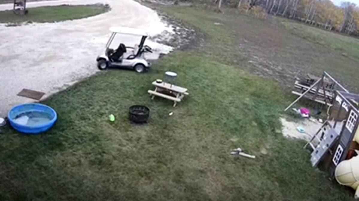 Video: Perro roba carro de golf, lo choca y se va como si nada