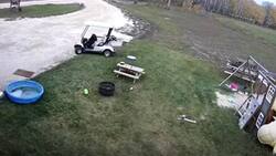 Video: Perro roba carro de golf, lo choca y se va como si nada