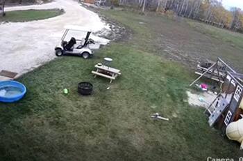 Video: Perro roba carro de golf, lo choca y se va como si nada