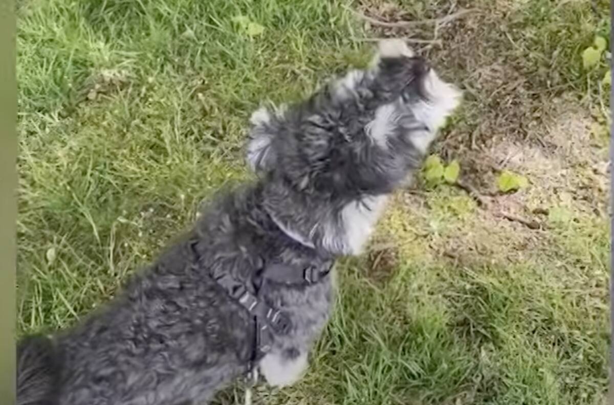 VIDEO: viral, un perro imitó el sonido de una ambulancia mientras pasaba por la calle con su dueño