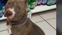 VIDEO VIRAL: Conoce al perrito viral que trabaja en una tienda
