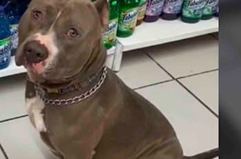VIDEO VIRAL: Conoce al perrito viral que trabaja en una tienda
