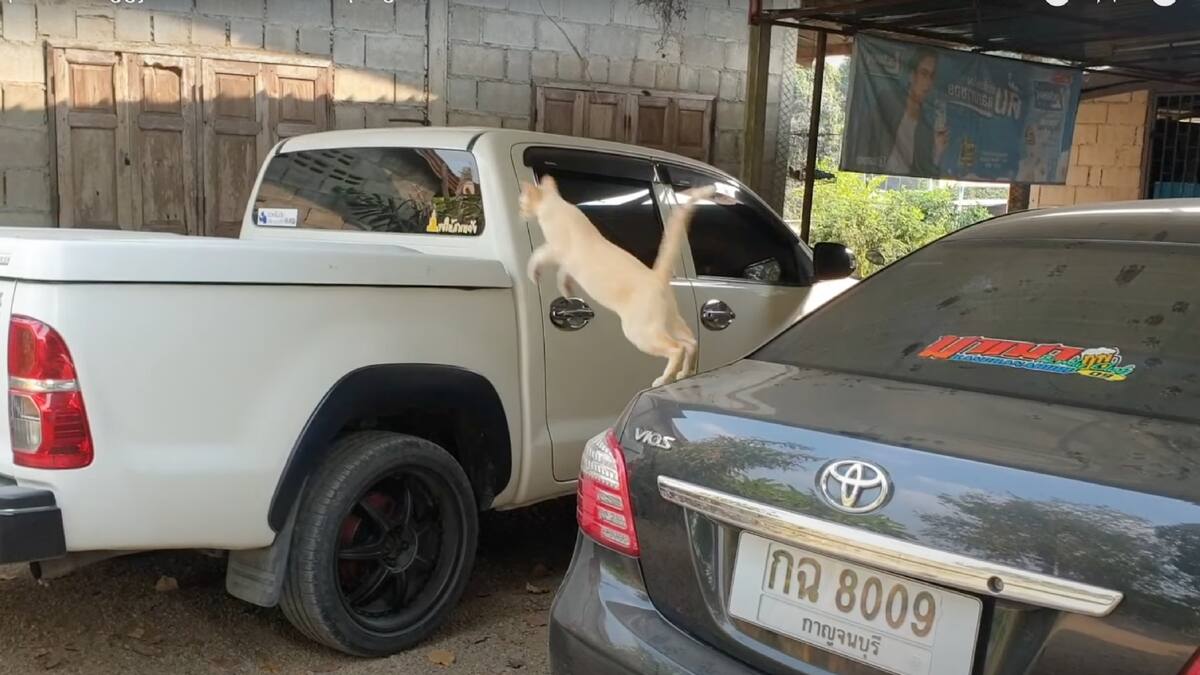 Video: ¡Epic fail! Gatito se estrelló después de intentar saltar entre dos autos