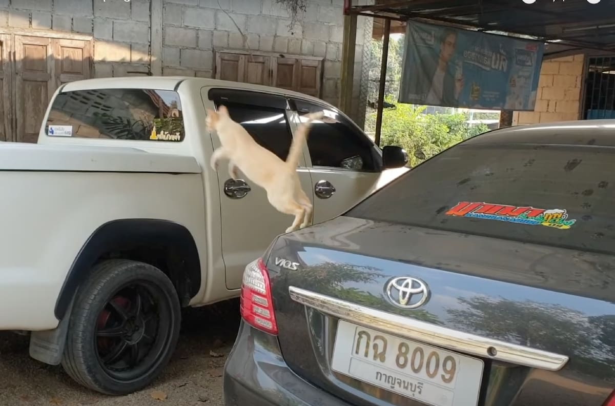 Video: ¡Epic fail! Gatito se estrelló después de intentar saltar entre dos autos