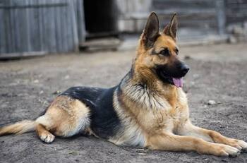 VIRAL | Video muestra a un adorable perrito disfrutando de las luchas libres en primera fila