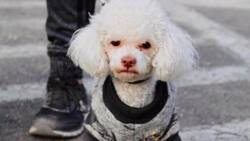 Tu mascota puede tener su propio CURP y aquí te decimos cómo puedes tramitarlo