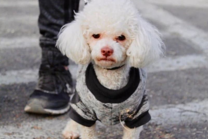 El trámite es gratuito y acá te decimos cómo realizarlo.