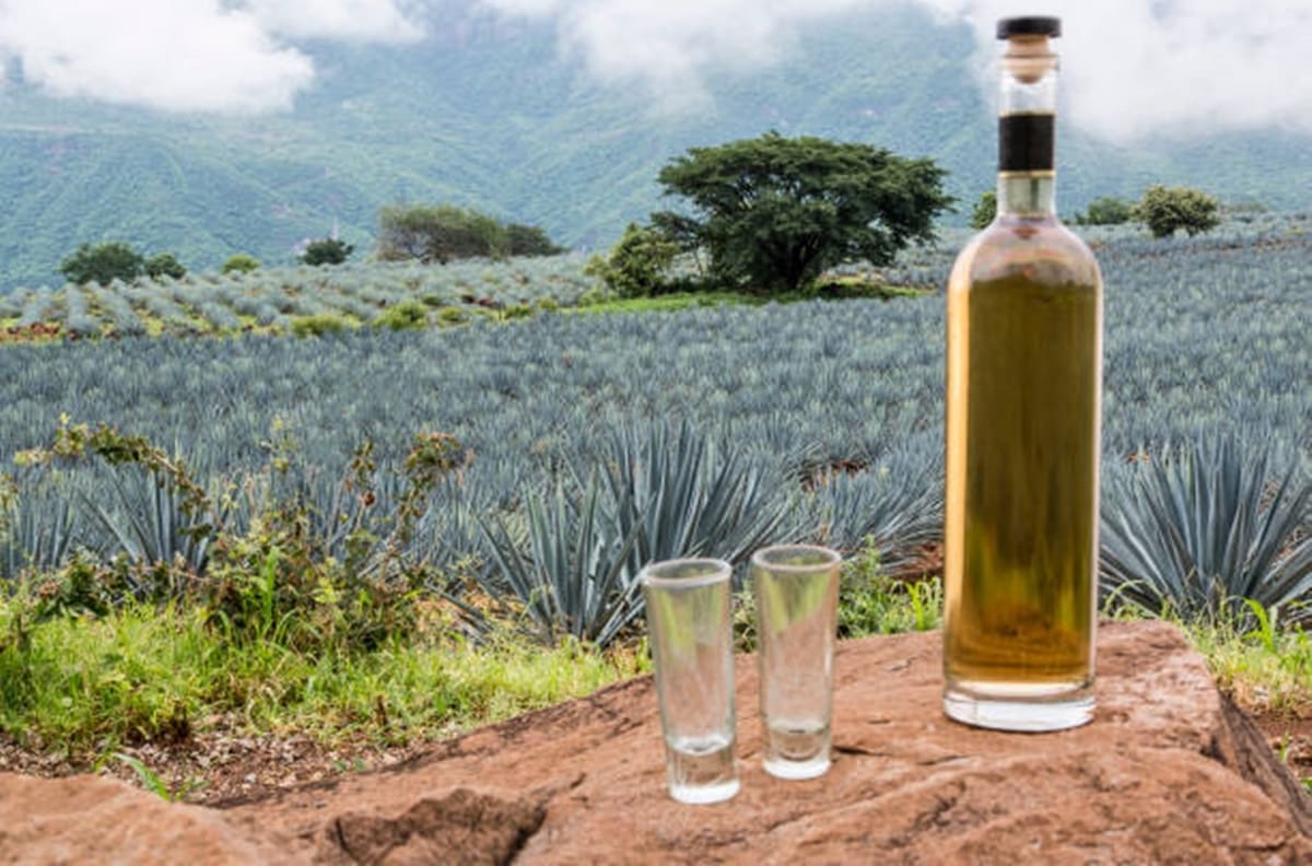 ¿Cómo se elabora el tequila?