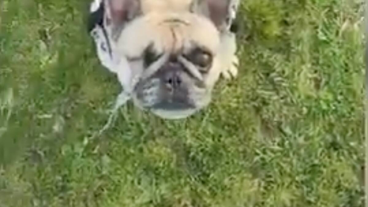 Bulldog en silla de ruedas disfrutando la playa se convirtió en viral en redes
