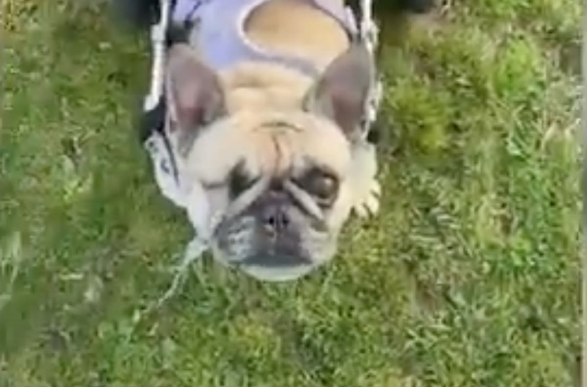 Bulldog en silla de ruedas disfrutando la playa se convirtió en viral en redes