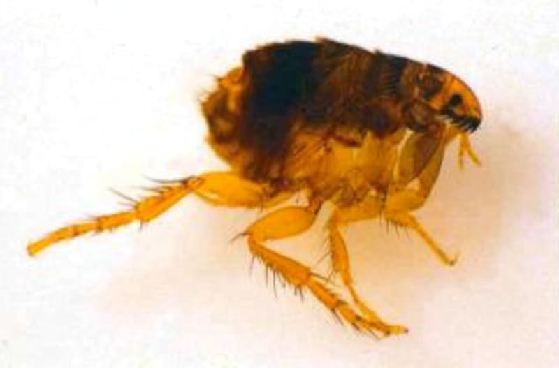 Las pulgas son invertebrados pequeños (de 1,5 a 3,3 mm —milímetros— de largo) que carecen de alas, son muy ágiles, de color generalmente oscuro | Foto: Wikipedia