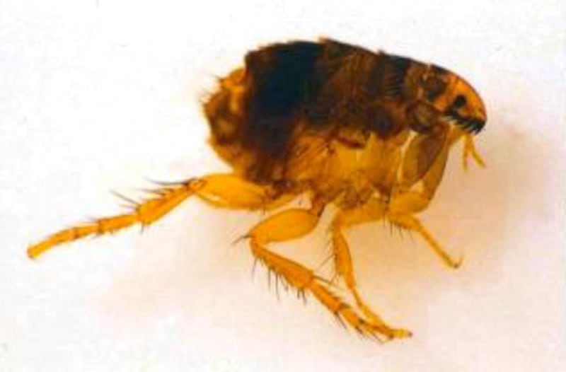 Foto de una pulga. Sifonápteros