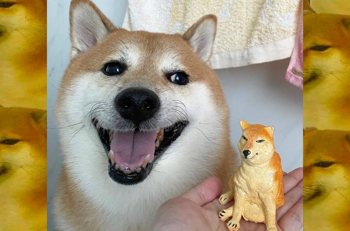 Día Mundial del Perro: Estos son los perritos más famosos de internet