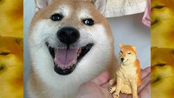 Día Mundial del Perro: Estos son los perritos más famosos de internet