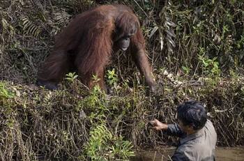 VIRAL | Orangután ayuda a un hombre atrapado en un río y las fotos se vuelven virales