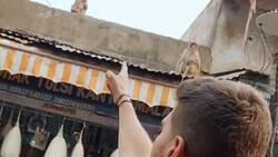 Grupo de monos "asaltan" a Tiktoker y se vuelven virales | VIDEO