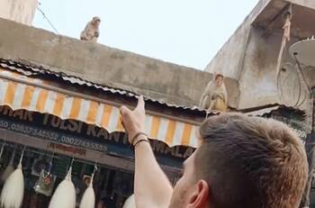 Grupo de monos "asaltan" a Tiktoker y se vuelven virales | VIDEO