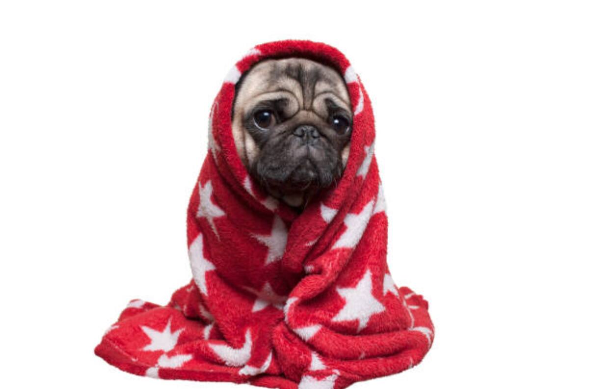 Estas son 5 recomendaciones para cuidar a tu perrito del frío ¡Protégelo!