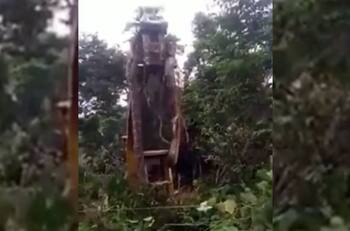 Video: Hallan a la serpiente “más grande del mundo”; la levantan con grúa