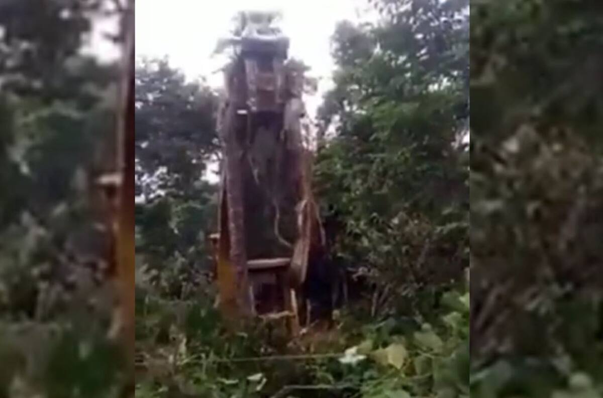 Video: Hallan a la serpiente “más grande del mundo”; la levantan con grúa
