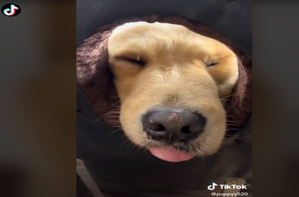 VIDEO VIRAL | Perrito se queda dormido al recibir sesión de masaje y limpieza