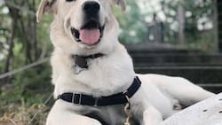 Esta es la bebida para perritos que los ayuda a combatir el calor que se ha hecho viral en Tik Tok