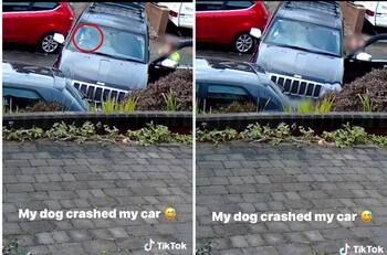 Perro choca el auto de su dueña y se hace viral| VIDEO