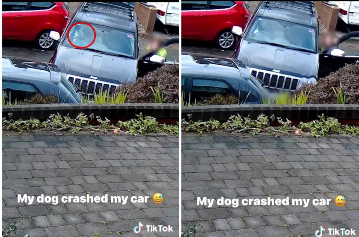 Perro choca el auto de su dueña y se hace viral| VIDEO