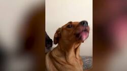 (Video) Perrita habla y se roba el corazón al decir "I love you"