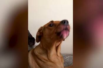 (Video) Perrita habla y se roba el corazón al decir "I love you"