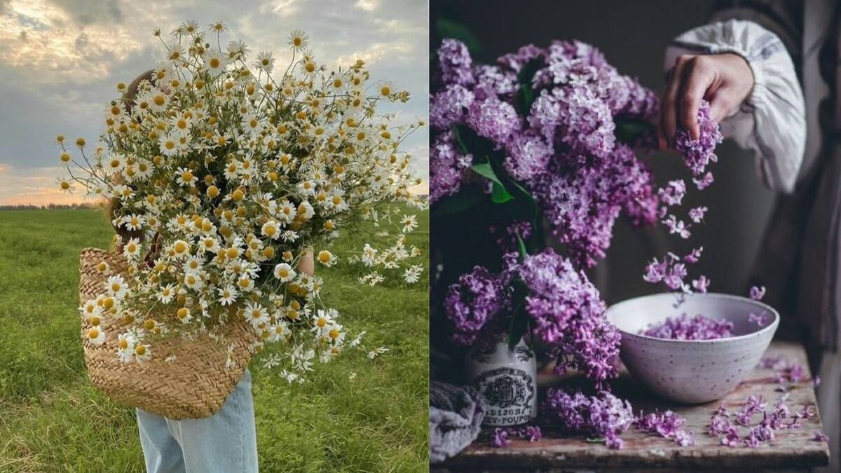 Salud: Estas plantas ayudan a reducir tus niveles de ansiedad y huelen delicioso
