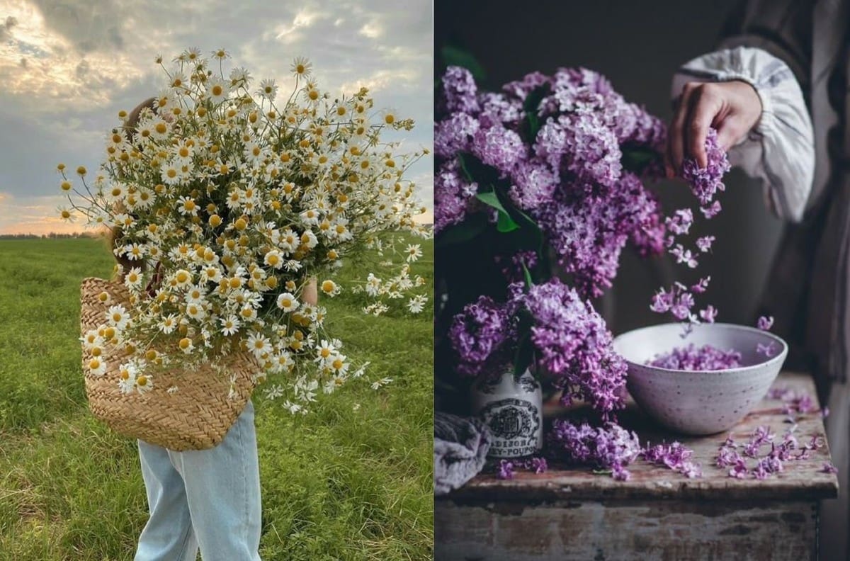 Salud: Estas plantas ayudan a reducir tus niveles de ansiedad y huelen delicioso