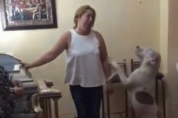 VIDEO | Perrito llora sobre el ataúd de su amo y conmueve a todos en redes sociales