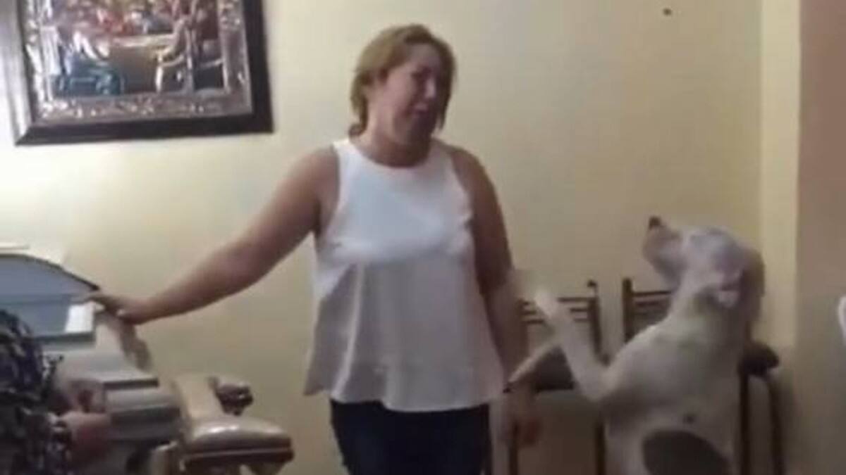 VIDEO | Perrito llora sobre el ataúd de su amo y conmueve a todos en redes sociales