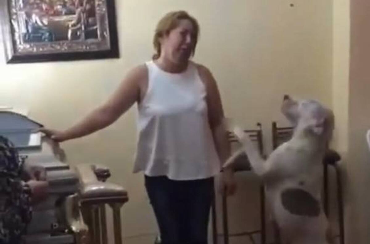 VIDEO | Perrito llora sobre el ataúd de su amo y conmueve a todos en redes sociales