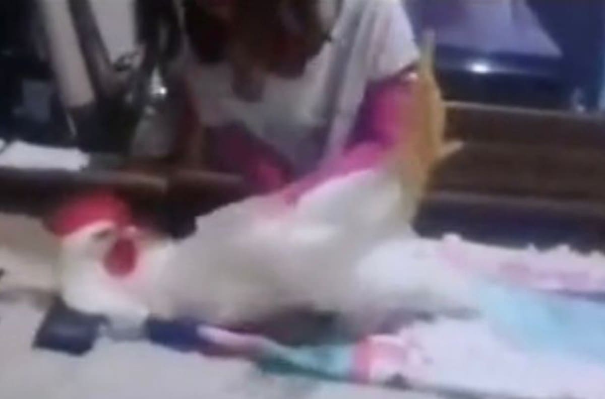 VIDEO: Niña trata a su gallo como bebé y se hace viral en TikTok