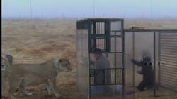 Video: Crean un zoológico inverso, los humanos son encerrados y leones observan