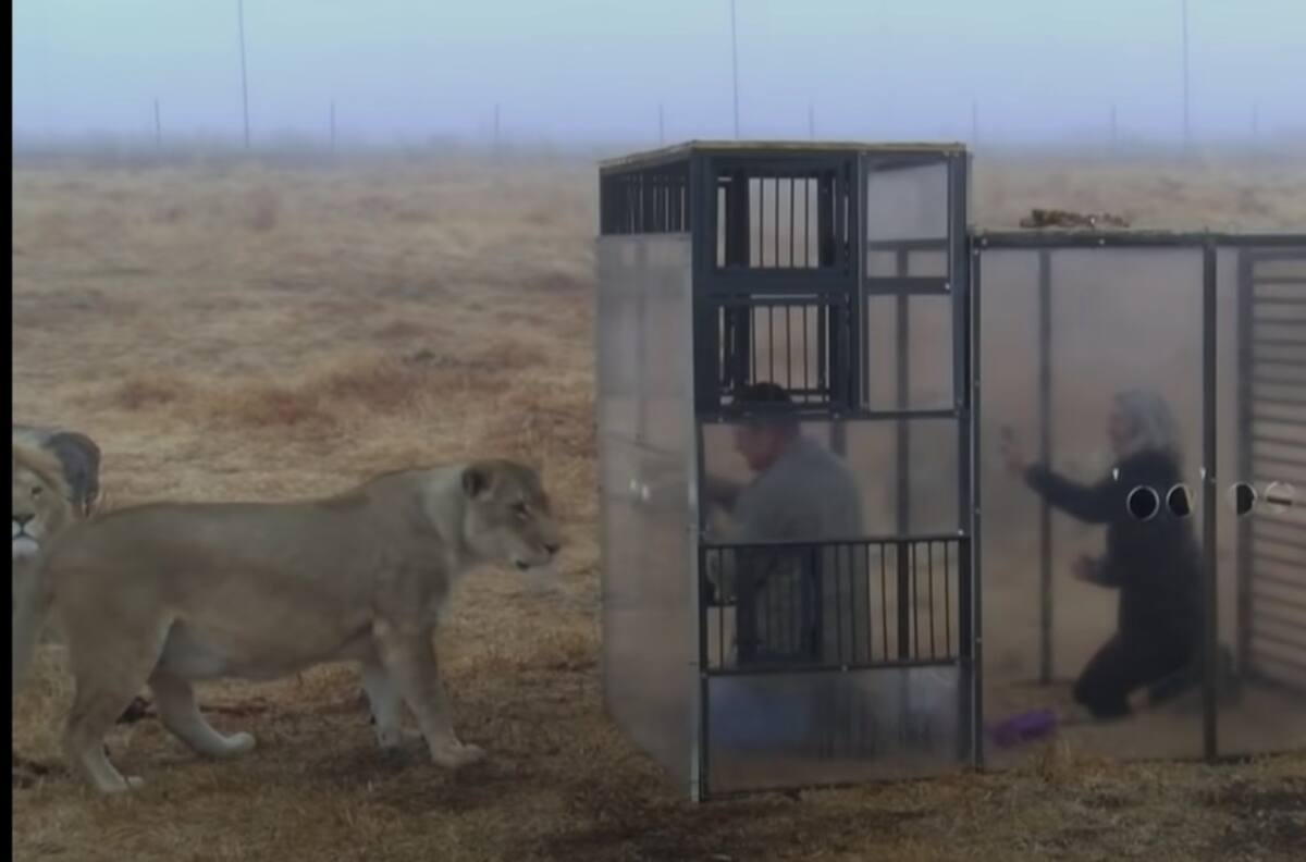 Video: Crean un zoológico inverso, los humanos son encerrados y leones observan